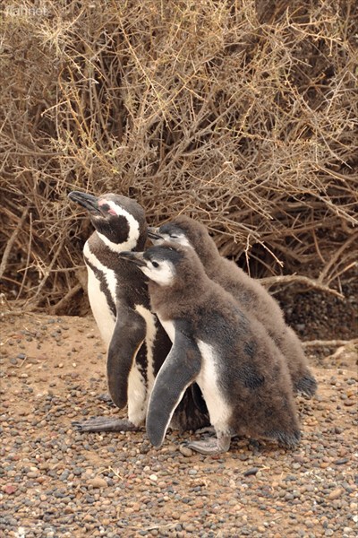 Пингвины заботливые родители